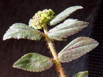  Flowering shoot with leaves (Adaxial view) and Cyathial head